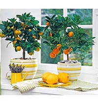 Комнатные растения лимон